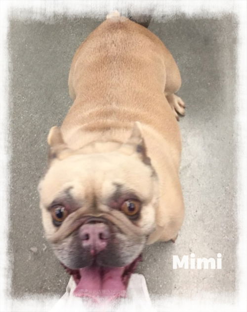 Mimi