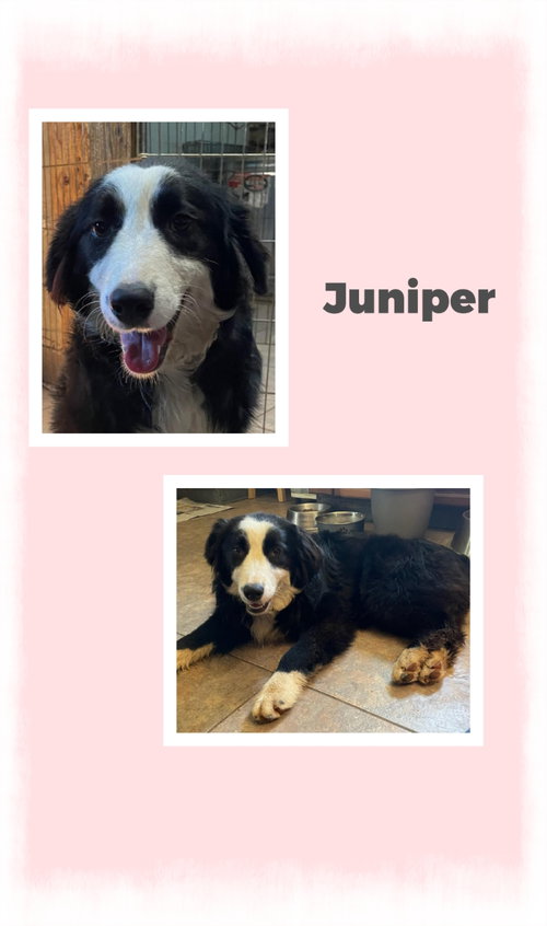 Juniper