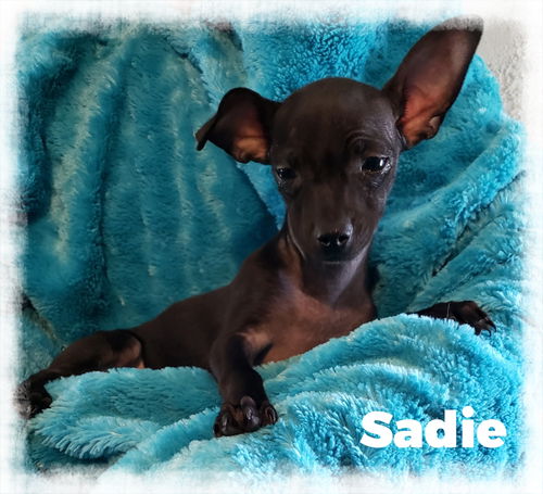 Sadie