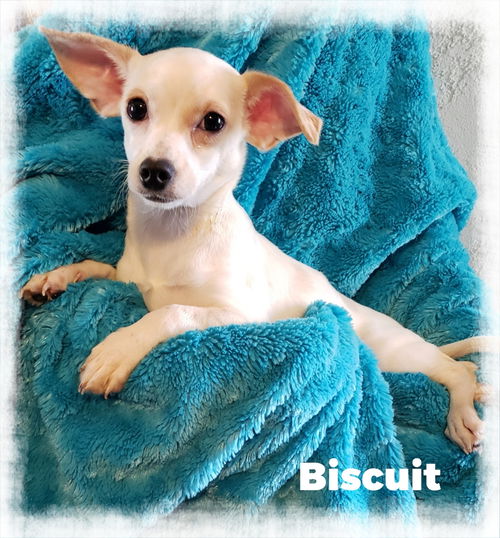 Biscuit