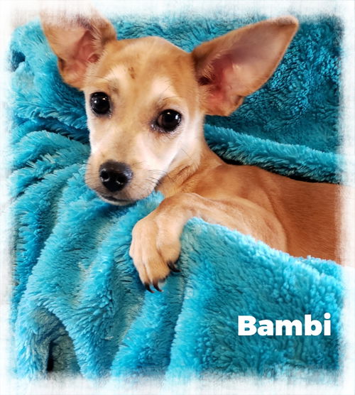 Bambi