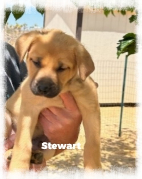 Stewart