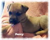 Percy