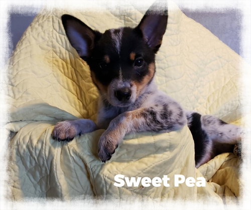 Sweet Pea