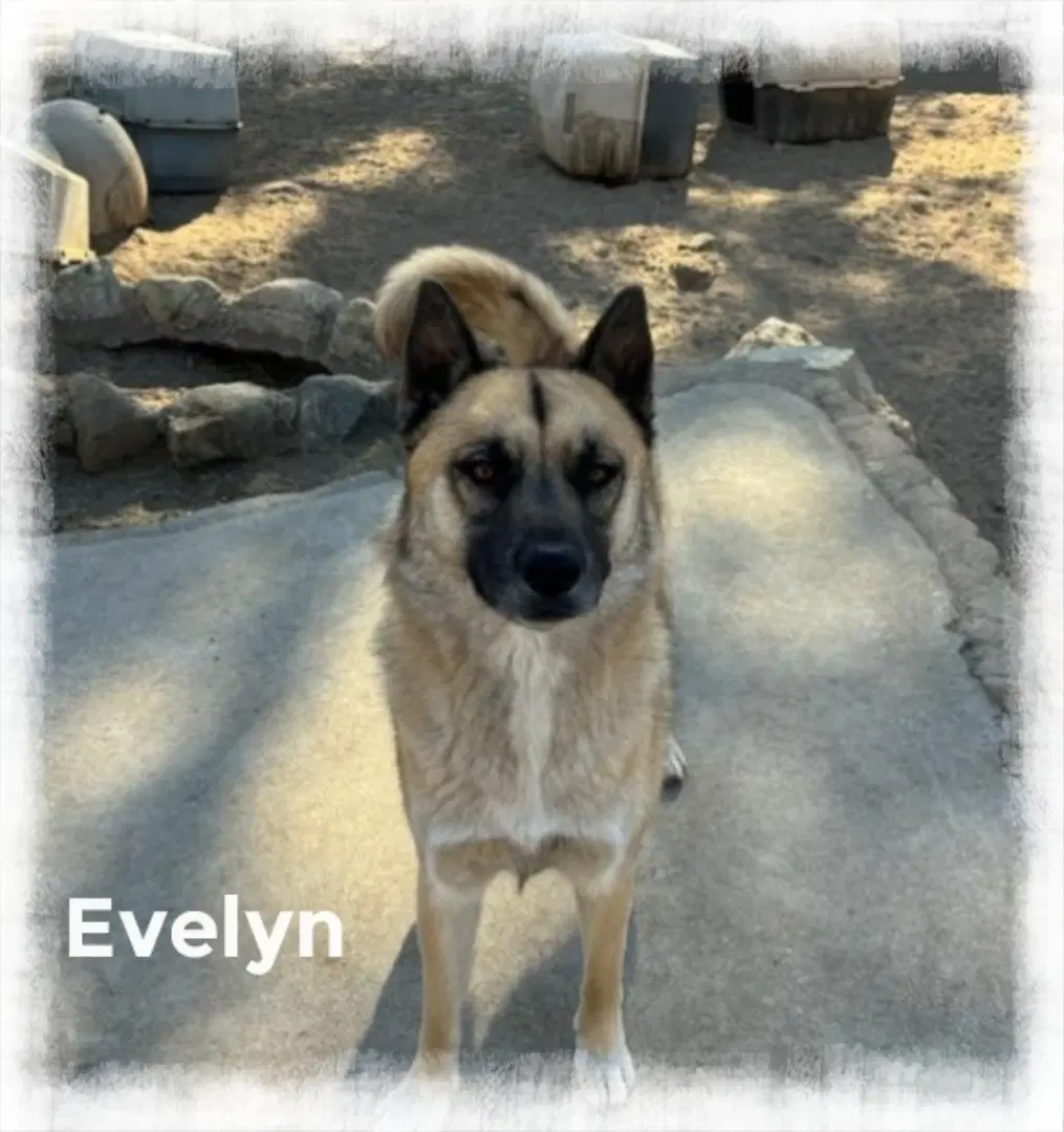 Evee image 3