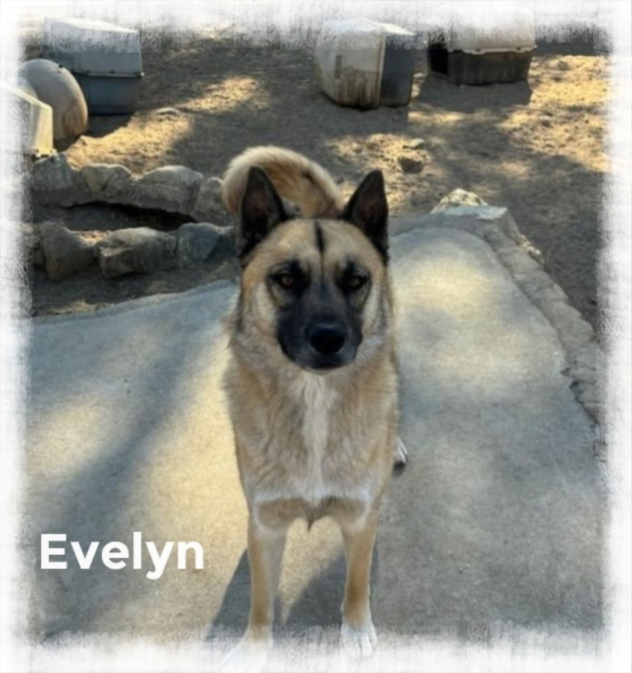 Evee