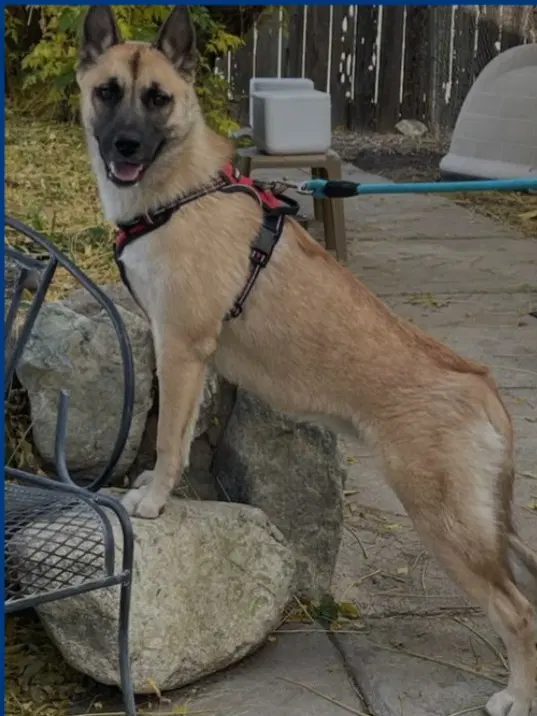Evee image 2