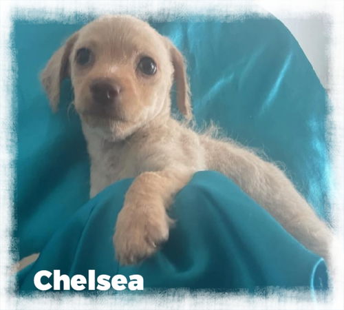 Chelsea