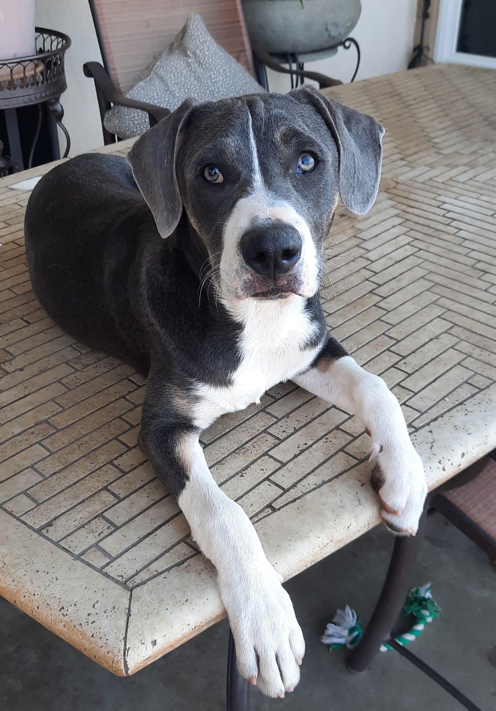 Blue merle outlet labrador retriever