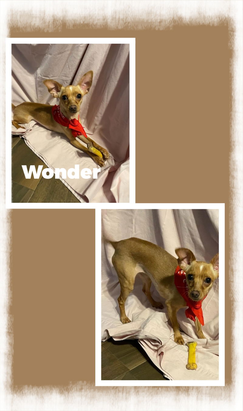 adoptable Dog in Beaumont, CA named Wonder