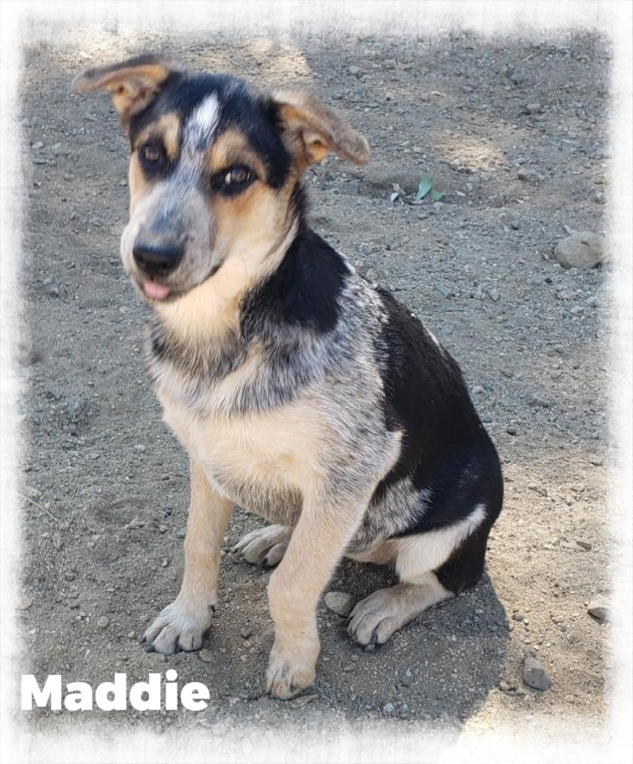 adoptable Dog in Beaumont, CA named Maddie