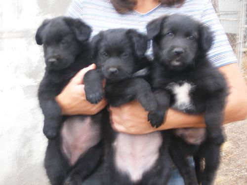 Black Spaniel pups