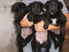 Black Spaniel pups