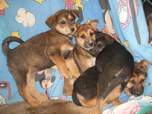 Shep/Husky pups