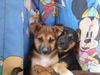Shep/Husky pups