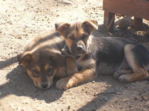 Shep/Husky babies