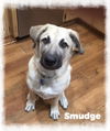 Smudge