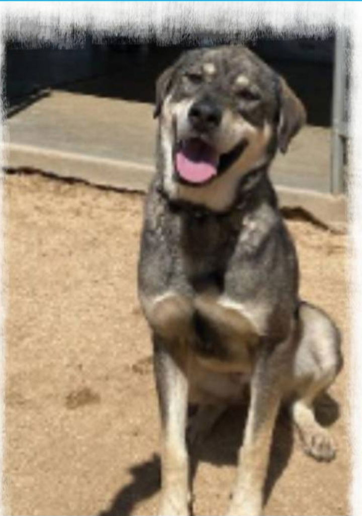 adoptable Dog in Lucerne Valley, CA named Charlie