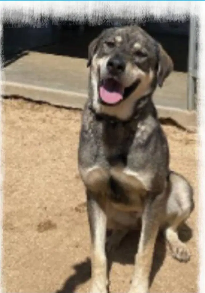 Charlie - Lab