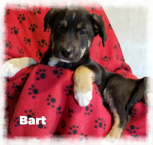 Bart