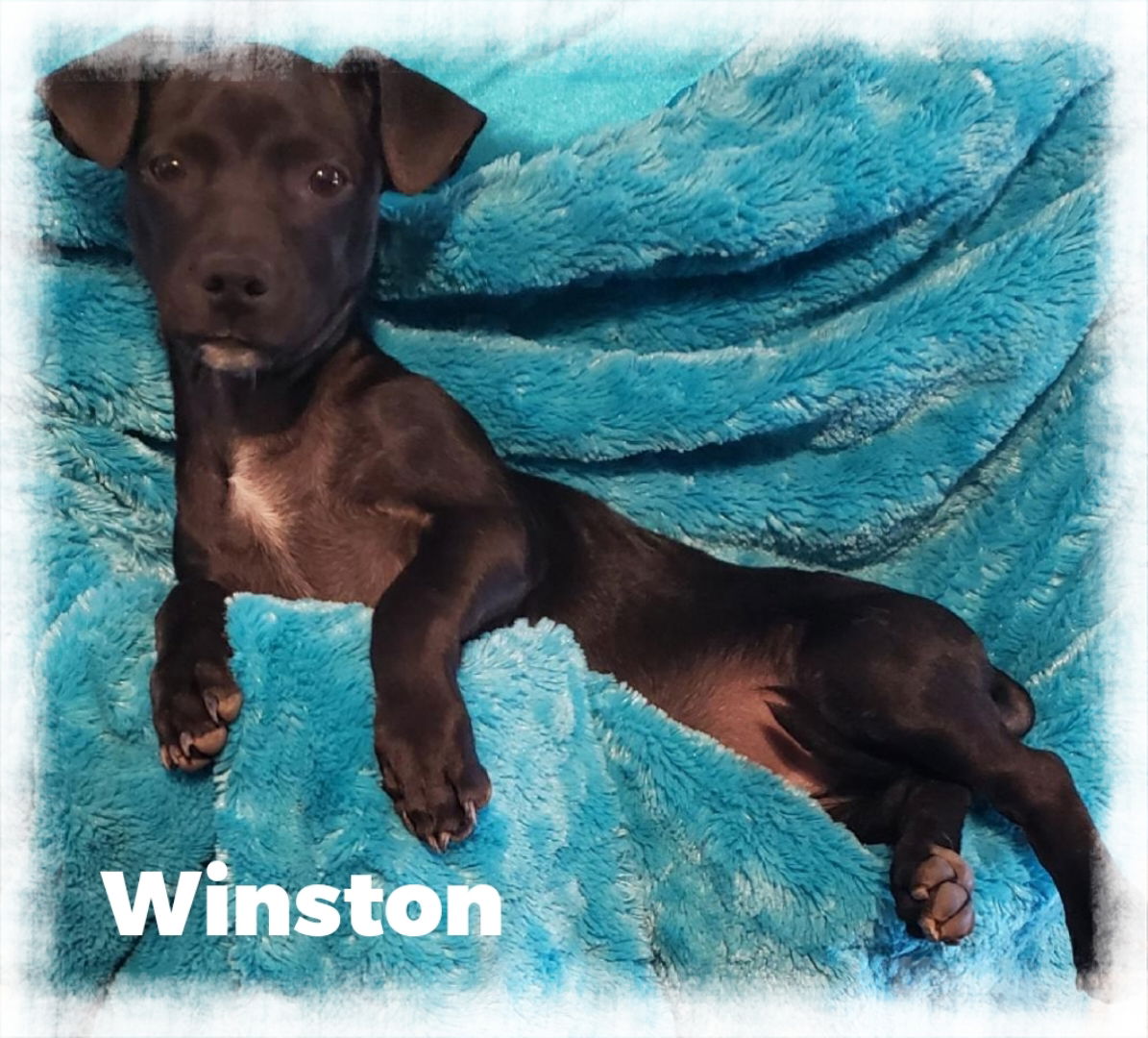 adoptable Dog in Beaumont, CA named Winston