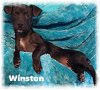 adoptable Dog in  named Winston