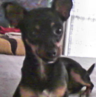 Pepper