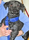 Curlie Doxi-poo