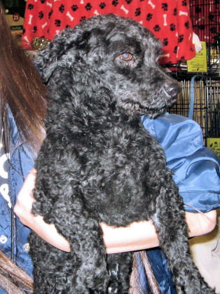 Curlie Doxi-poo