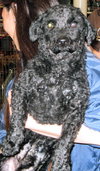 Curlie Doxi-poo