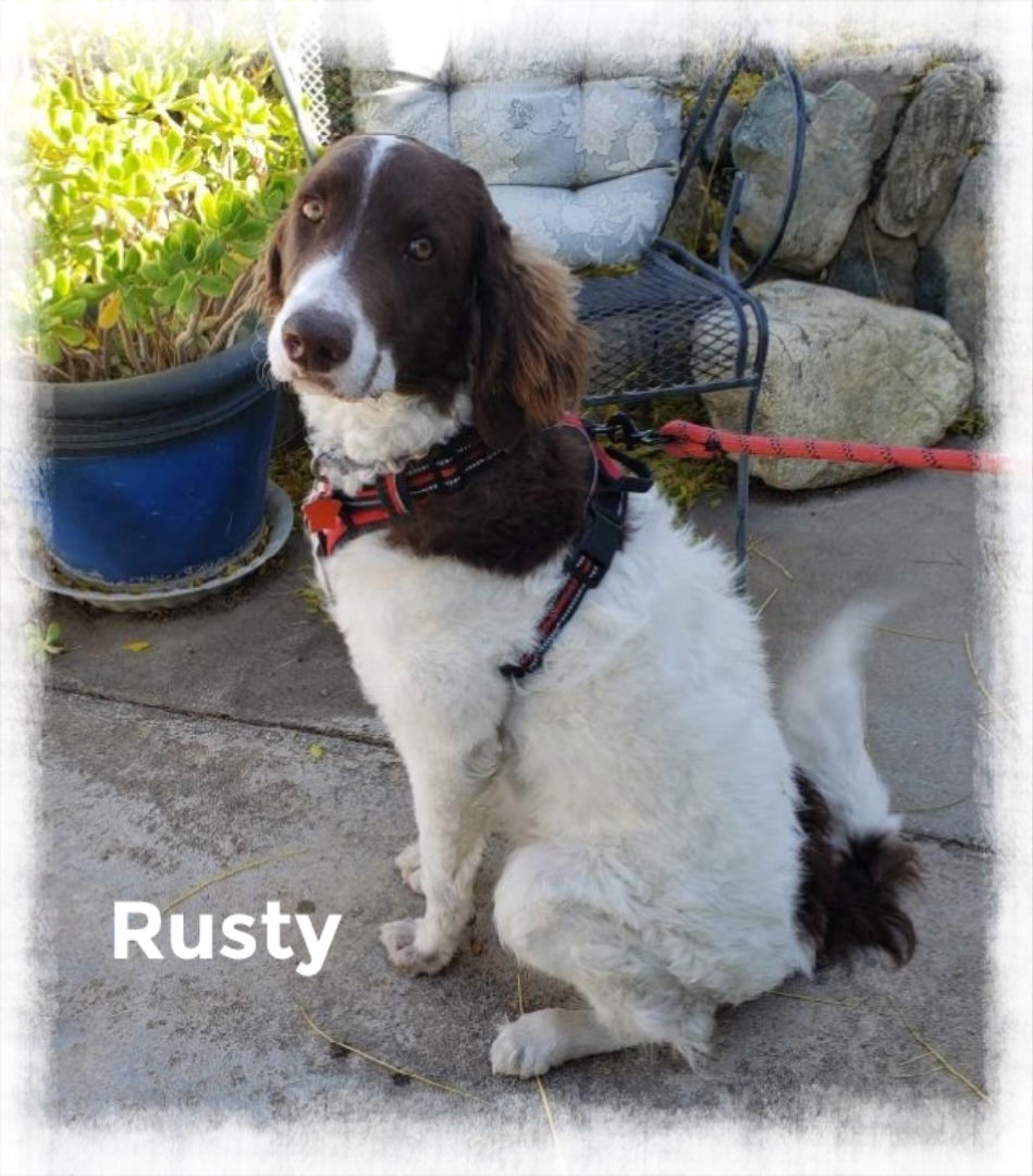 Springer sales spaniel poodle