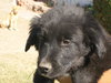 Siegfried