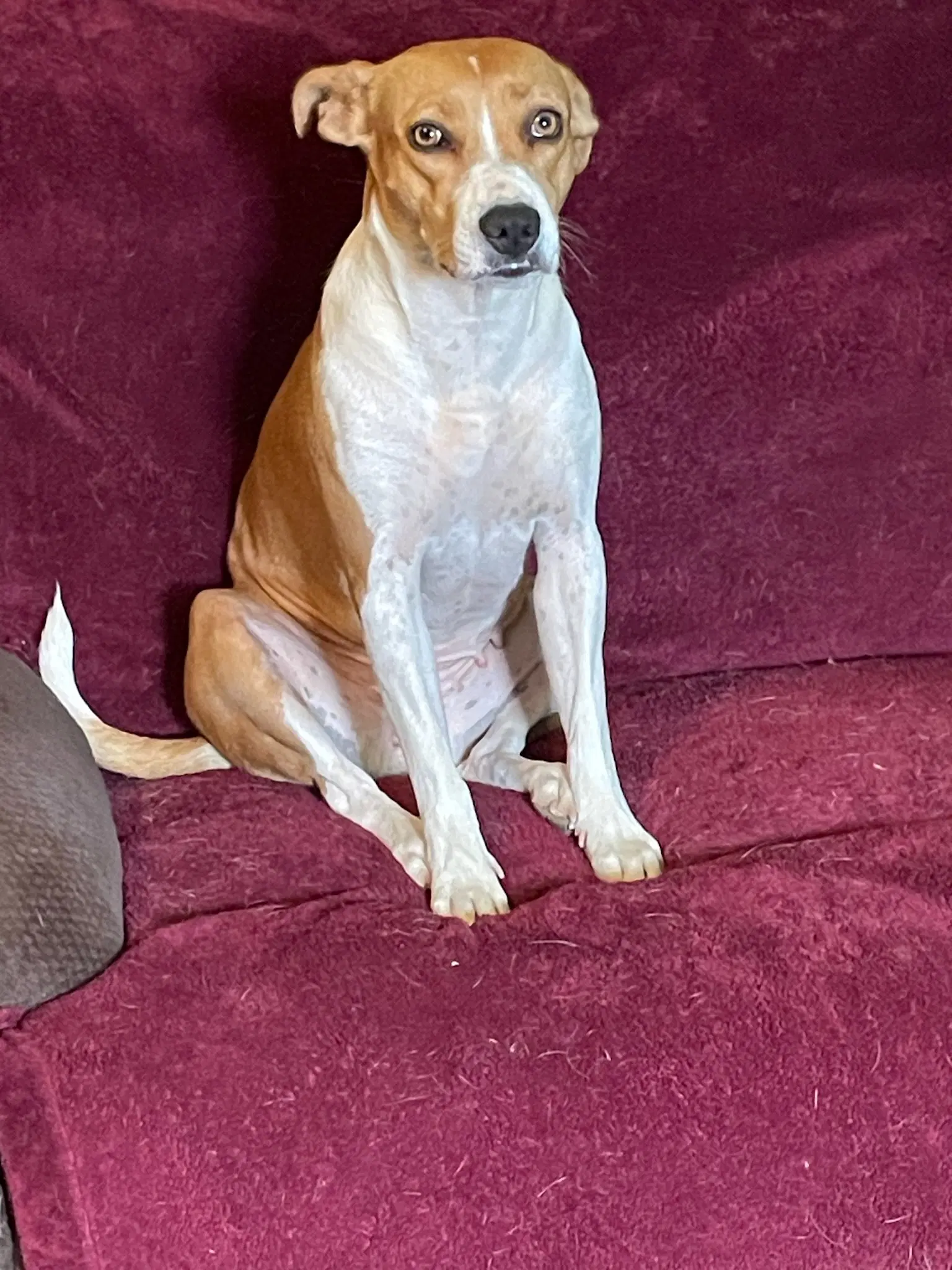 Bella - Boxer