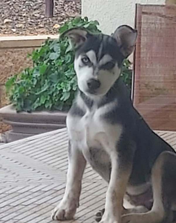 Bo