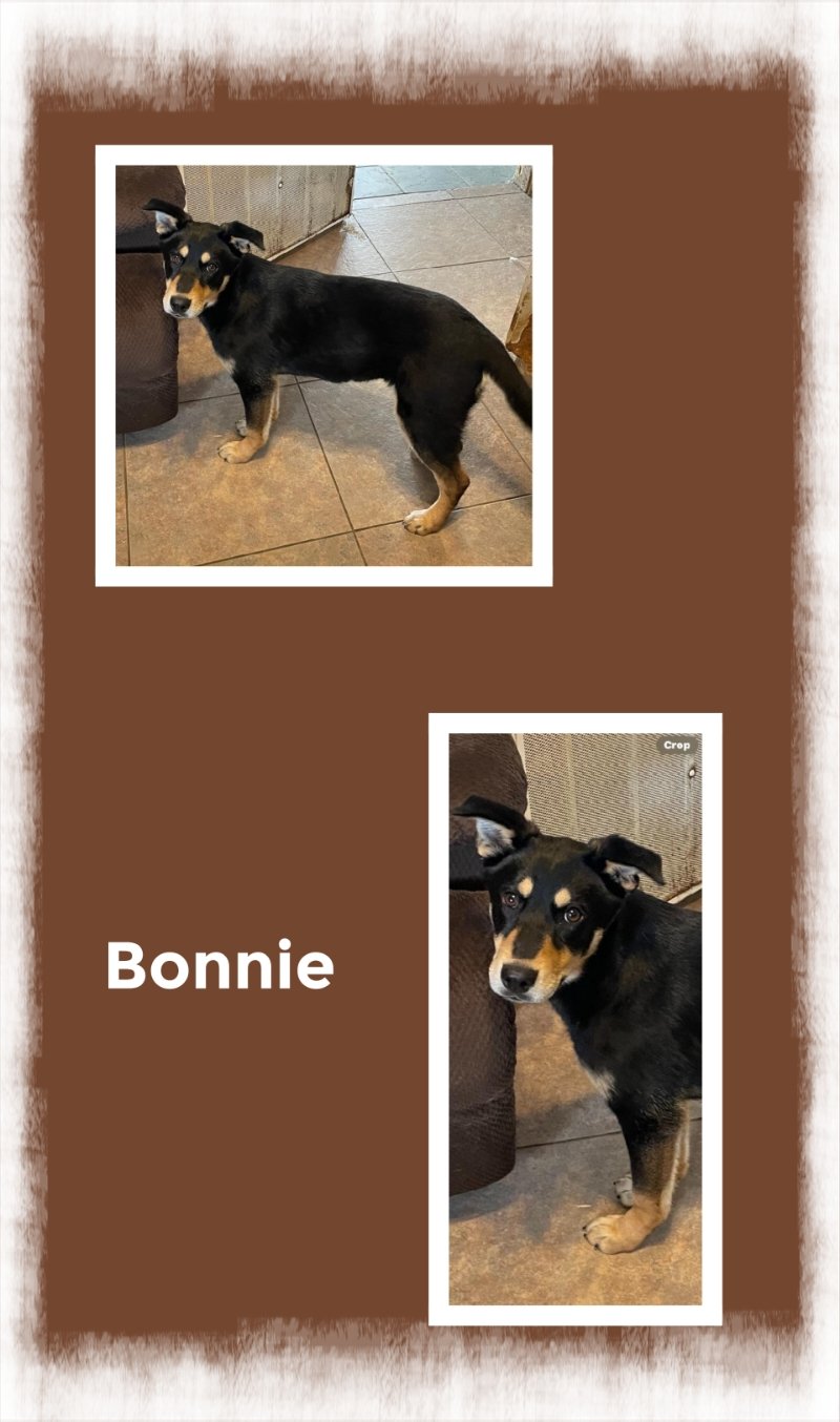 adoptable Dog in Beaumont, CA named Bonnie