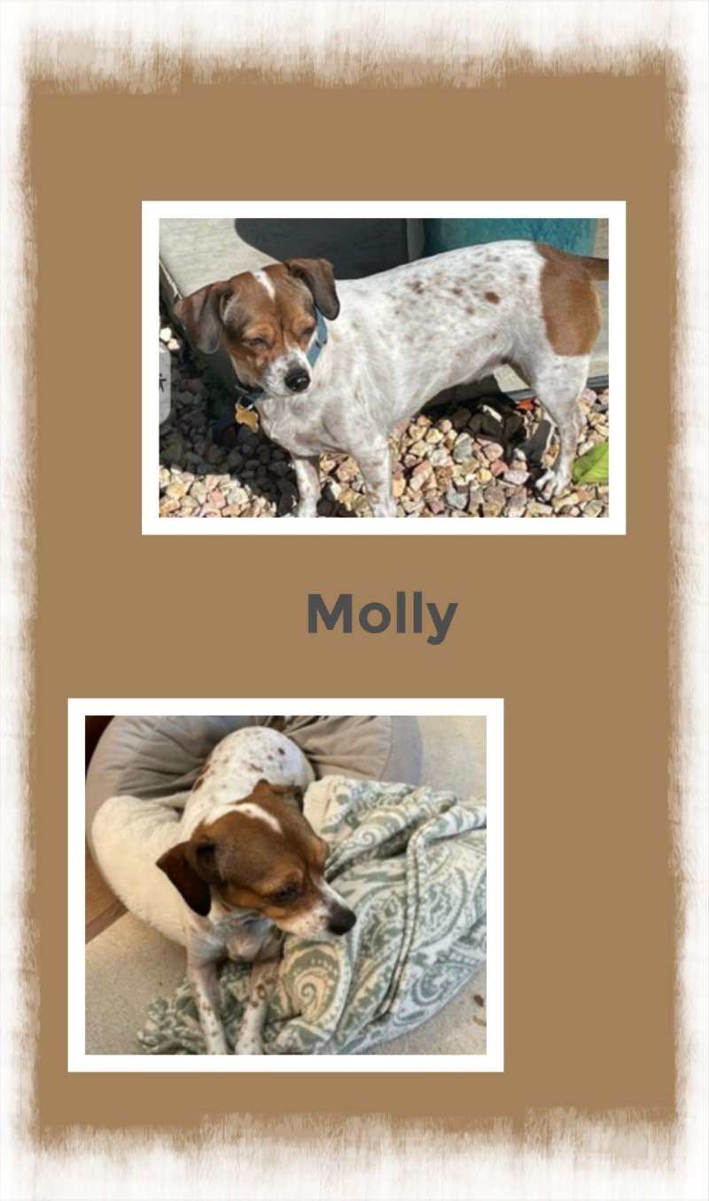 adoptable Dog in Beaumont, CA named Molly
