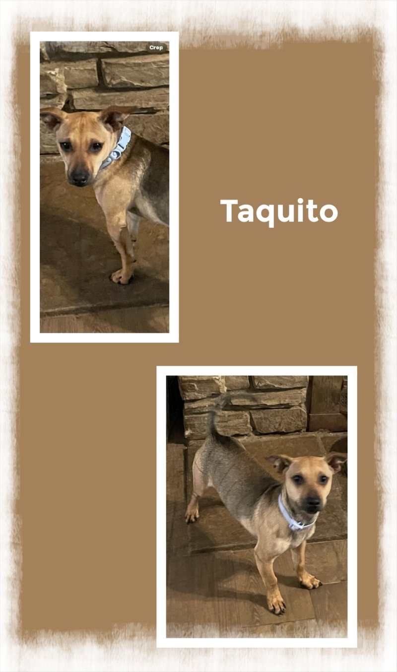 adoptable Dog in Beaumont, CA named Taquito