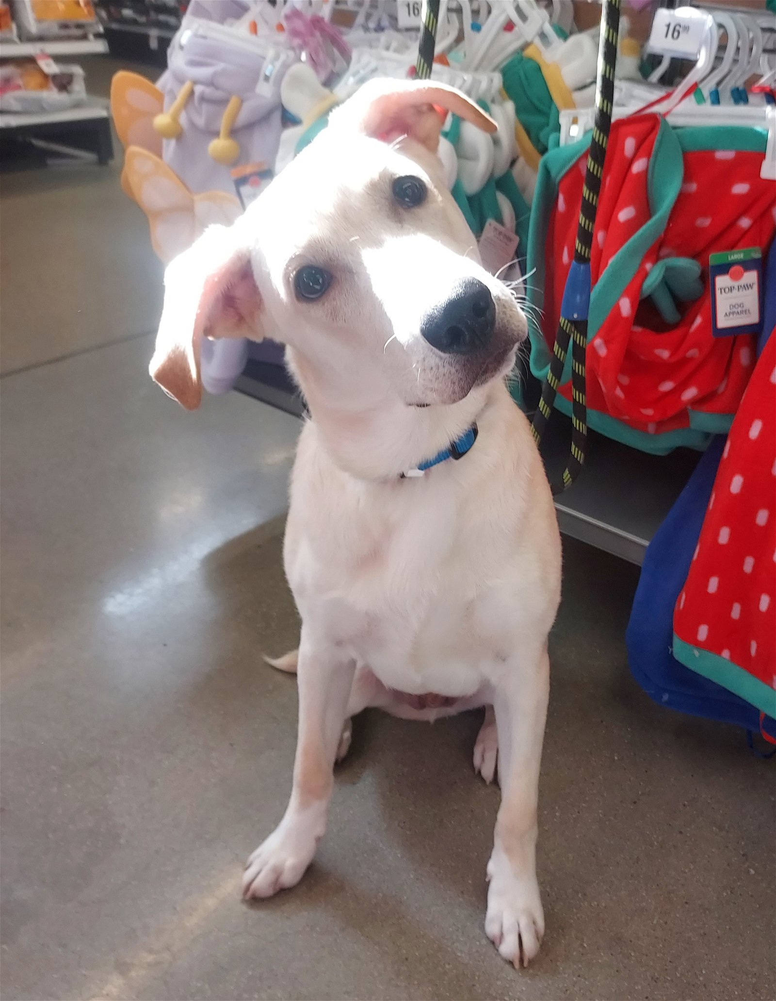 adoptable Dog in Beaumont, CA named Rocky