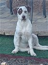 adoptable Dog in beaumont, ca, CA named Patch