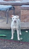 adoptable Dog in beaumont, CA named Camry
