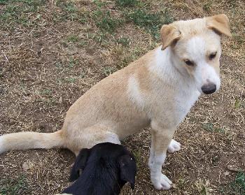 Collie Lab 4 - Fawn