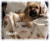 adoptable Dog in beaumont, CA named Jacob