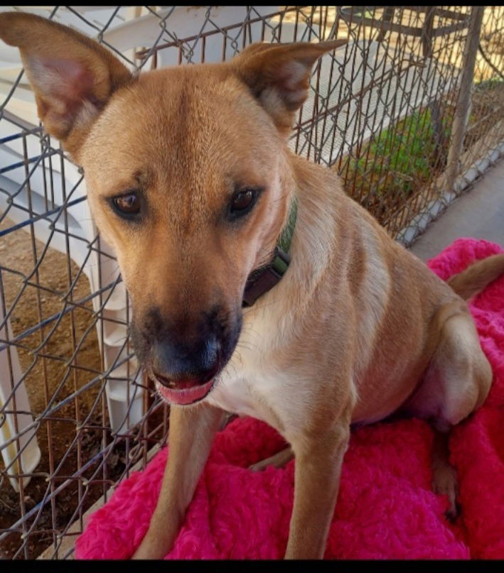 adoptable Dog in Lucerne Valley, CA named Grace