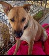 adoptable Dog in lucerne, CA named Grace