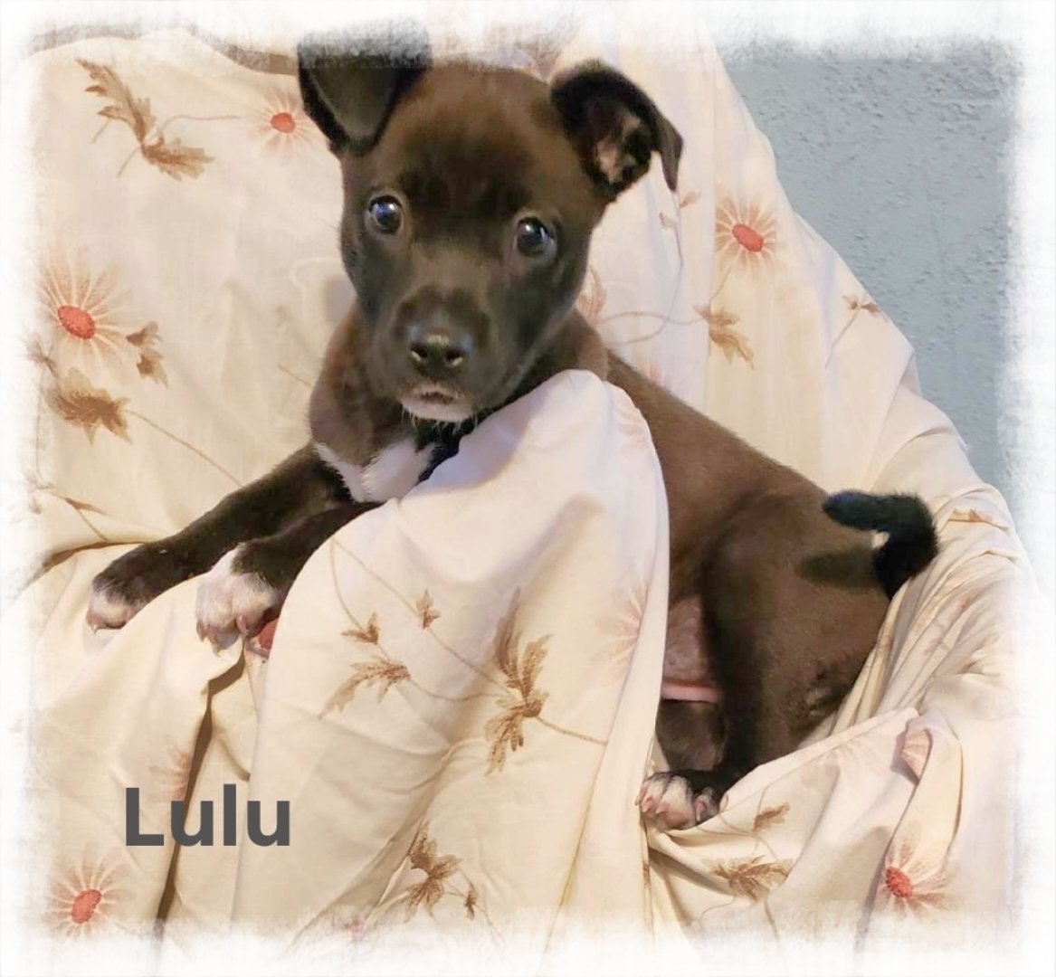 adoptable Dog in Beaumont, CA named Lulu