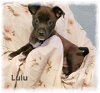 adoptable Dog in  named Lulu