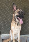 adoptable Dog in beaumont, ca, CA named Maverick
