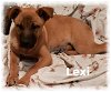 adoptable Dog in  named Lexi