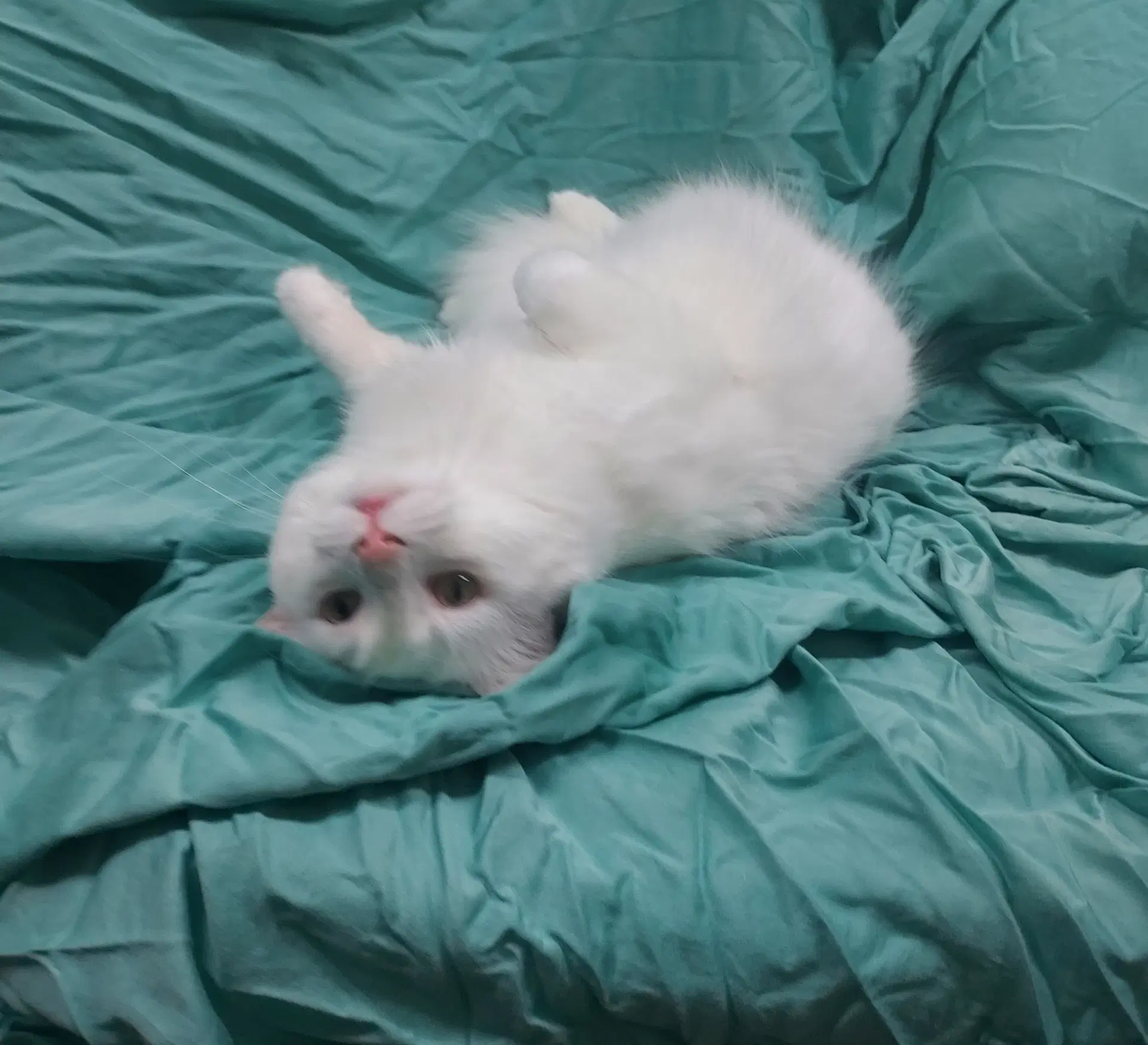Snowball - Domestic Long Hair