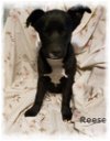 adoptable Dog in  named Reese